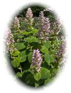 Clary Sage -Did You Know