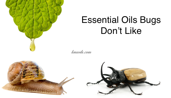 Essential Oils Bugs don't Like