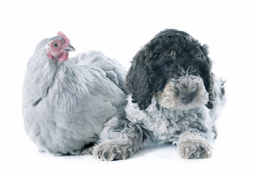 Chicken and dog